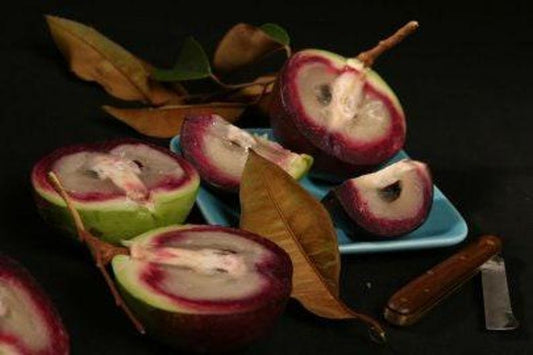 Caimito Plant - 1 Seedling in 6" Pot - Chrysophyllum cainito - Purple & Green Variety - Tropical Fruit Tree for Home Garden