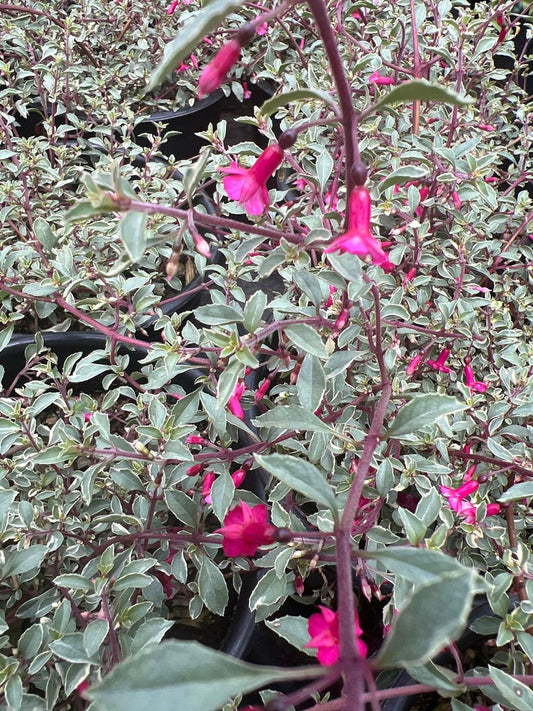 Fuchsia Plant 6” Pot Variegated Fuchsia thymifolia ‘Varigate’ Live Plant