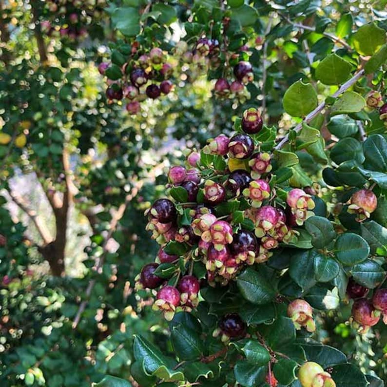 Blueberry Guava Plant 1' Tall in 6" Pot | Luma Apiculata | Evergreen Shrub with Fragrant Flowers & Dark Purple Fruits