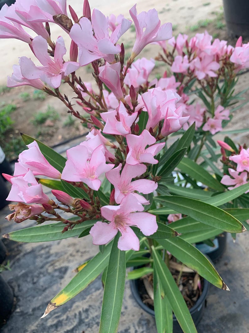 Nerium Oleander Live Plant 1ft Tall in 6" Pot - Petite Pink Flowering Evergreen Shrub for Full Sun