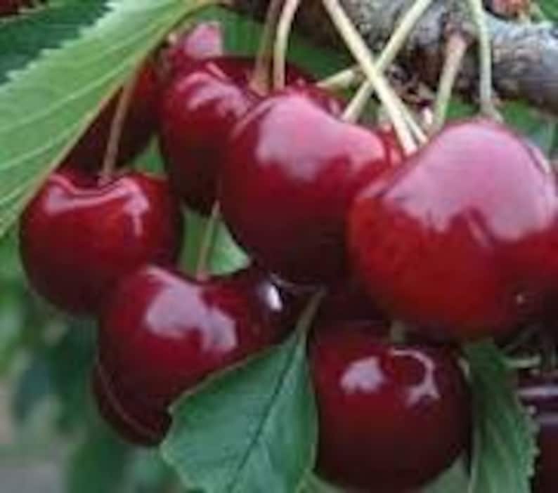Cherry Tree - 3Gal Pot - Lapins Variety - Self-Pollinating Sweet Cherry - Prunus avium