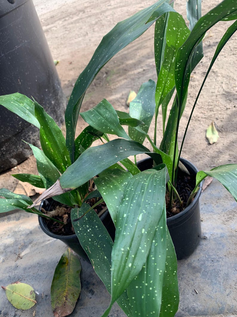 Cast Iron Plant Milky Way 6" Pot Live Plant Aspidistra elatior - Hardy Indoor Houseplant for Low Light