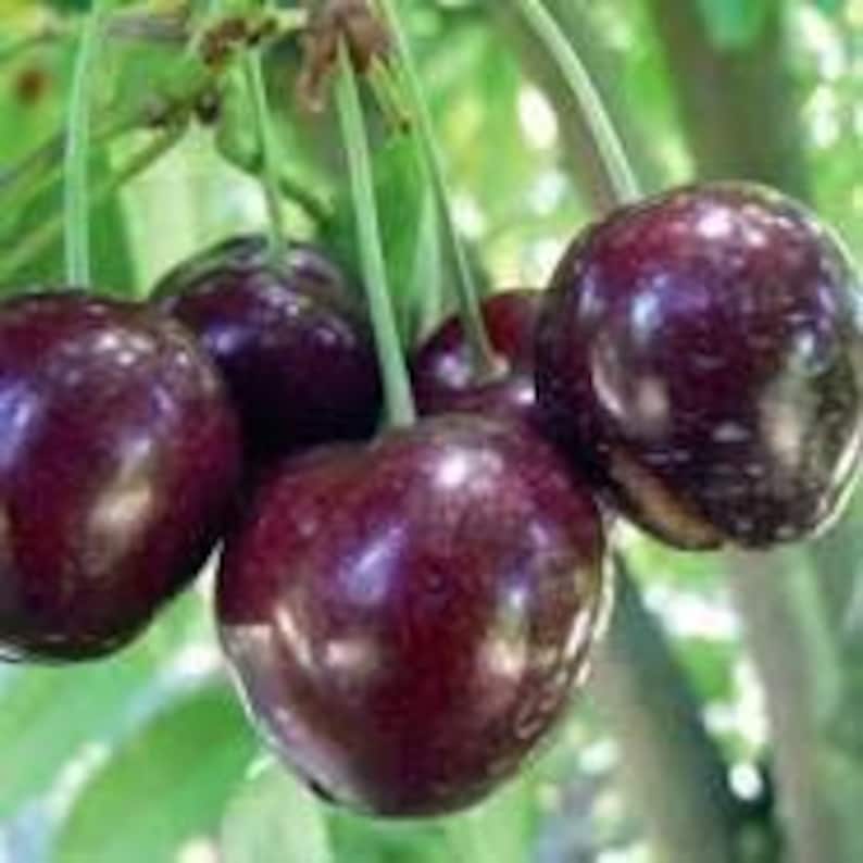 Cherry Tree 'Stella' - 2ft Pot - Self-Fertile Sweet Cherry - Prunus avium - Ideal for Small Gardens, Juicy Red Fruit