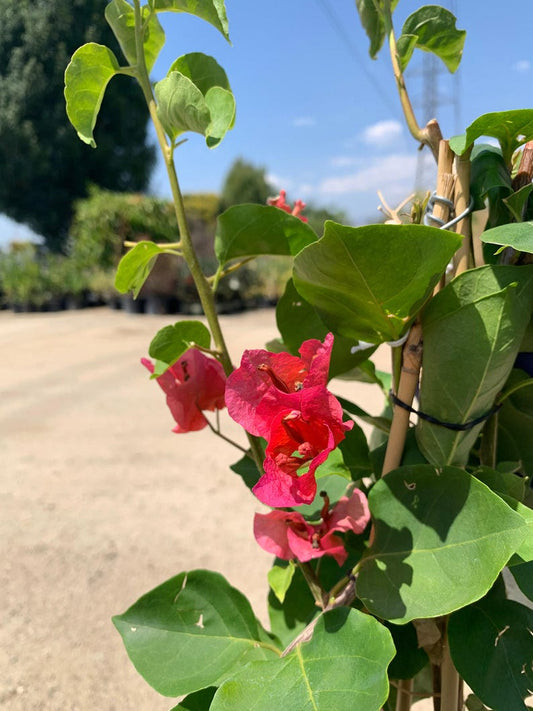 Camarillo Fiesta Bougainvillea Live Plant 2ft in 6" Pot - Hot Pink to Gold Flower Bracts - Bougainvillea spp.