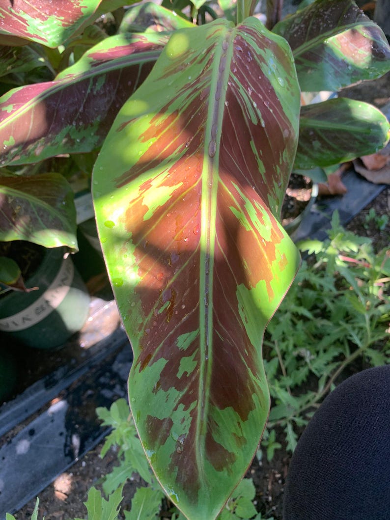 Blood Banana Live Plant 1-1.5 ft - Exotic Blue-Green Leaves Mottled with Blood Red - Ensete ventricosum 'Maurelii' in 6” Pot