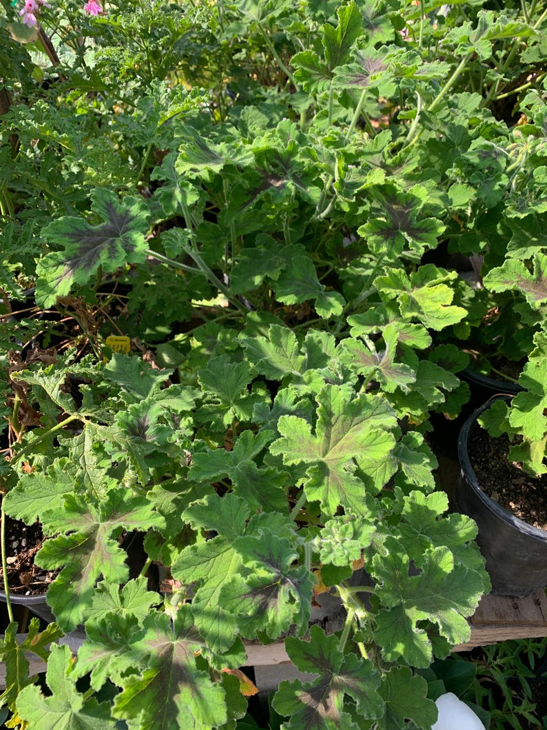 Chocolate Mint Geranium Plant in 1 Gallon Pot - Brown Blotched Foliage, Spicy Mint Fragrance - Pelargonium 'Chocolate Mint'