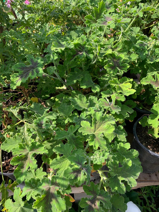 Chocolate Mint Geranium Plant in 1 Gallon Pot - Brown Blotched Foliage, Spicy Mint Fragrance - Pelargonium 'Chocolate Mint'