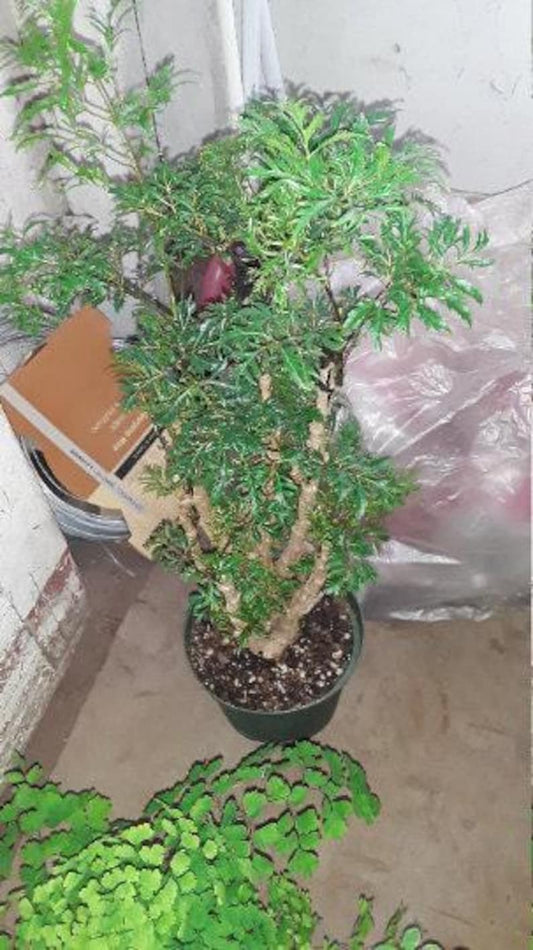 Ming Aralia Plant - 1 Foot - Subtropical Bonsai - Polyscias fruticosa - Live Plant in 6" Pot, Ideal for Indoor or Outdoor Use