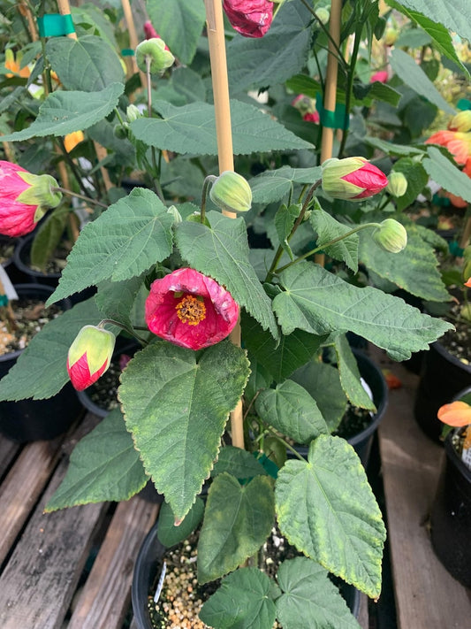 Abutilon Plant 1 Gallon Pot Tropic Rose Flowering Variety Abutilon hybridum