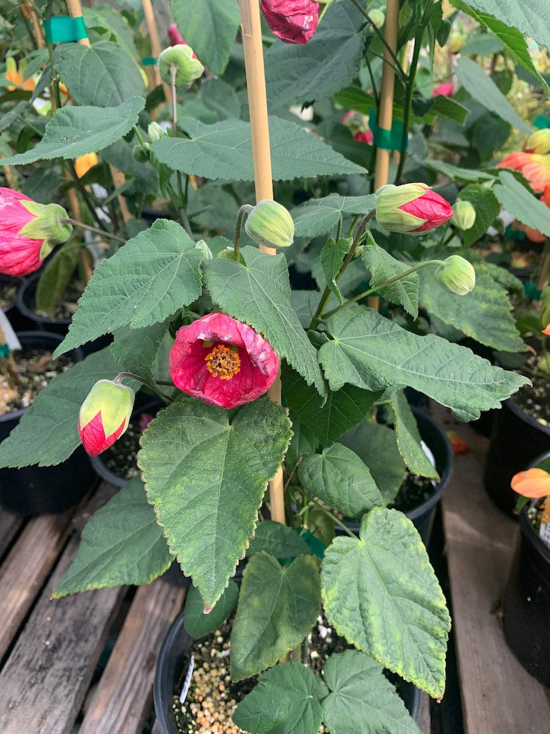 Abutilon Tropic Rose Plant - 1 Foot Tall in 6" Pot - Flowering Indoor/Outdoor Plant, Abutilon hybrid
