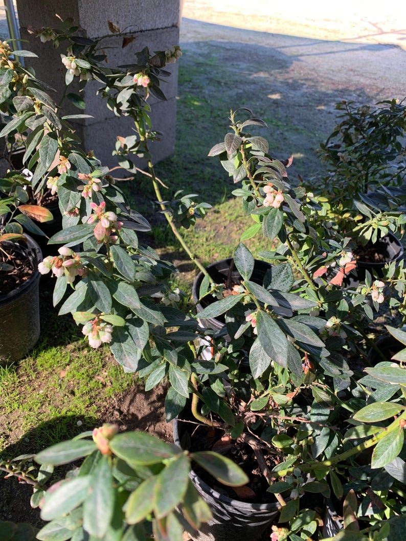 Southern Highbush Blueberry Plant in 6" Pot, Vaccinium 'Sunshine Blue', with Flowers and Fruit