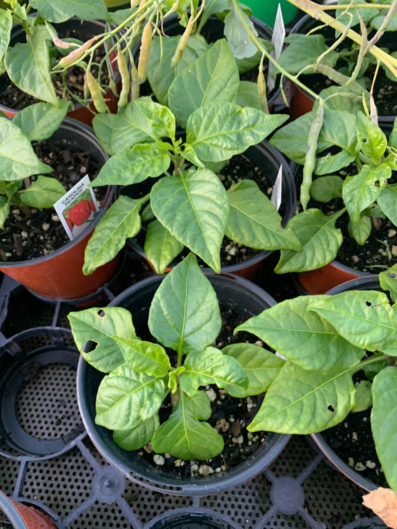 Carolina Reaper Pepper Live Plant - 3” Pot, 1-2” Tall, Capsicum chinense - Hot Pepper Variety for Gardening