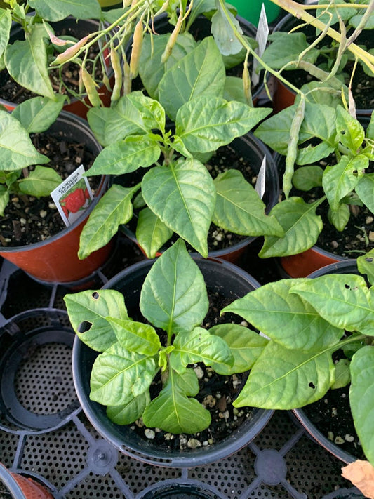 Carolina Reaper Pepper Live Plant - 3” Pot, 1-2” Tall, Capsicum chinense - Hot Pepper Variety for Gardening
