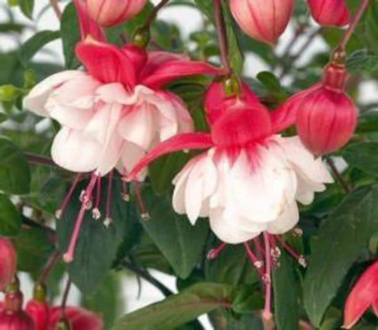 Fuchsia Swingtime Live Plant in 1 Gallon Pot - Vibrant Pink Flowers, Hardy Garden Plant, Fuchsia magellanica