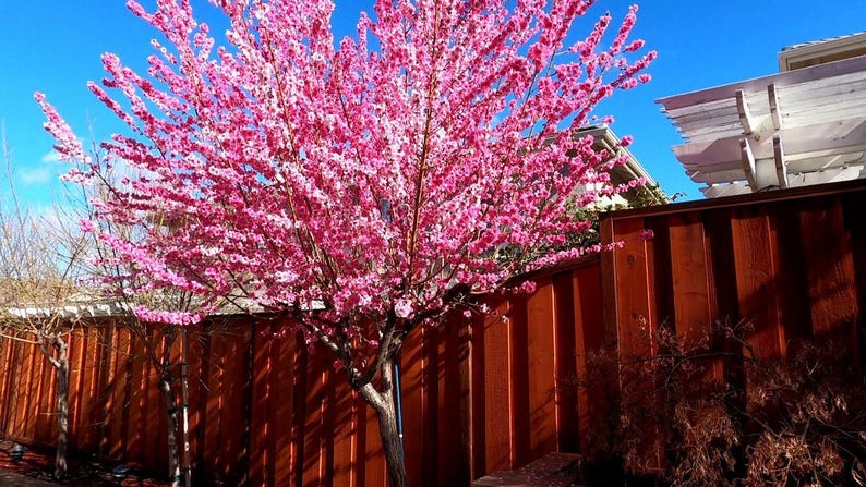 Early Pink Flowering Peach Tree - 3 Gal Pot - Bright Pink Blossoms - Fast Growth - Prunus persica var. rubra
