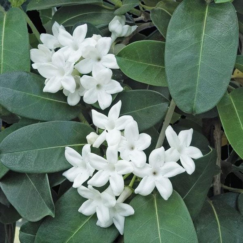 Madagascar Jasmine Plant 3 Gallon 3 Feet Tall Stephanotis Floribunda - Fragrant Climbing Vine for Garden and Home