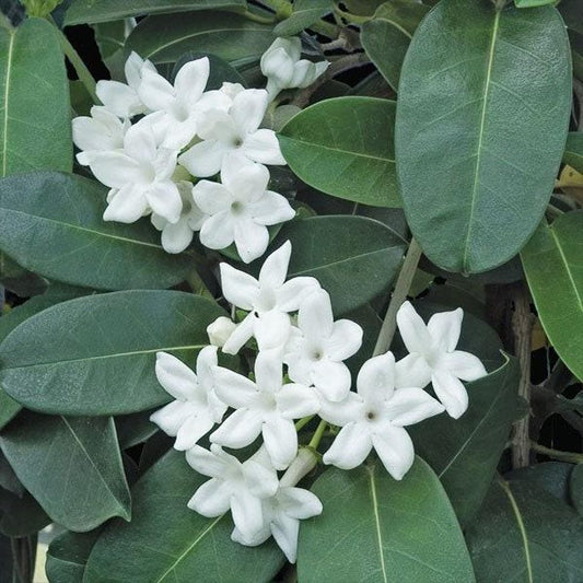 Madagascar Jasmine Plant 3 Gallon 3 Feet Tall Stephanotis Floribunda - Fragrant Climbing Vine for Garden and Home