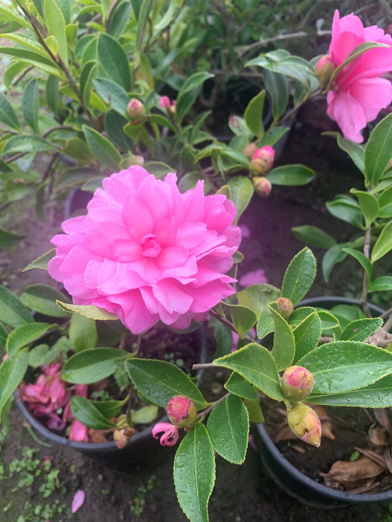 Camelia sasanqua 'Chansonette' Live Plant in 6” Pot - 1ft Tall Flowering Evergreen Shrub