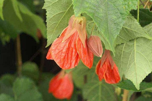 Abutilon ‘Christina’ Live Plant 1-2ft Tall in 6” Pot - Flowering Maple, Indoor/Outdoor Garden Decor