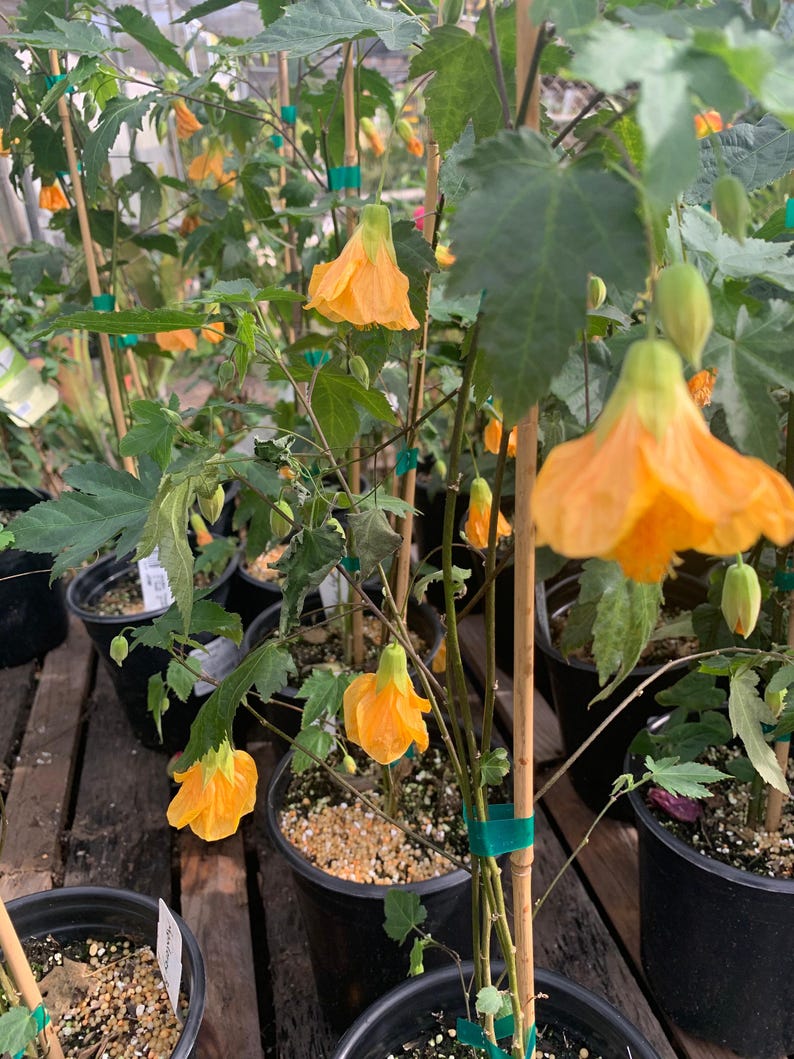 Abutilon ‘Frieda’ Plant - 1 Gallon Pot - Flowering Indoor/Outdoor Tropical Plant - Ideal for Gardens & Patios