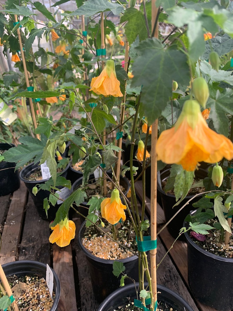 flowering maple indoor plant Abutilon 'Frieda' Plant in 1 Gallon Pot | Flowering Maple