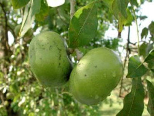 Black Sapote Plant - 1 to 2 Feet Tall - Grafted Tropical Tree - Chocolate Pudding Fruit - Diospyros digyna - 3 Gallon Pot