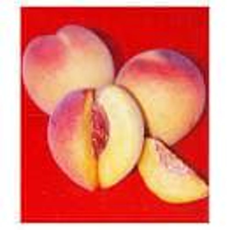 Peach Tree Plant 6" Pot Red Baron Self-Fruitful Prunus persica - Juicy Yellow Freestone Fruit, Showy Red Blossoms
