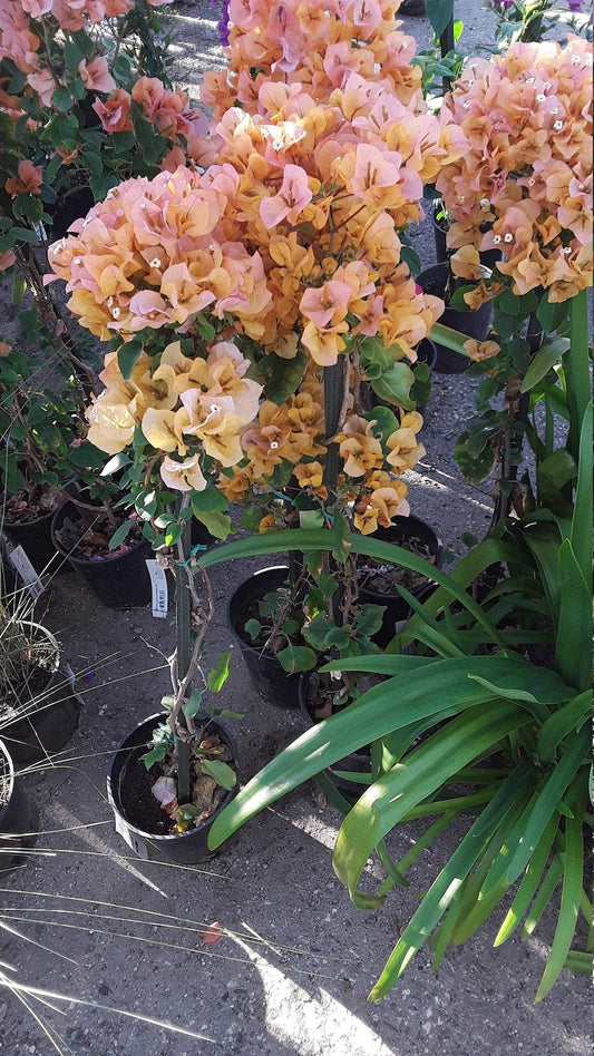 Bougainvillea Plant 1 Feet Tall Orange ‘Fire Opal’ in 6" Pot (Bougainvillea hybrid) - Vibrant Free-Flowering Vine for Hanging Baskets