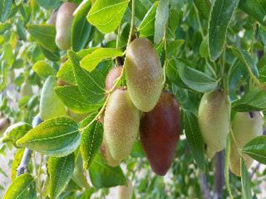 Jujube Tree - 3 Gallon Pot - GA866 Variety - Grafted with Bigger Trunk - Sweet Apple Flavor - Drought Tolerant