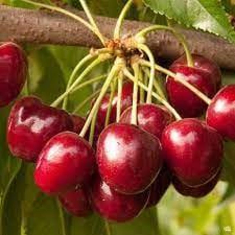 Cherry Tree Grafted 3Gal Pot Royal Crimson Sweet Cherry Prunus avium Self-Fruitful, Large Crimson Fruit