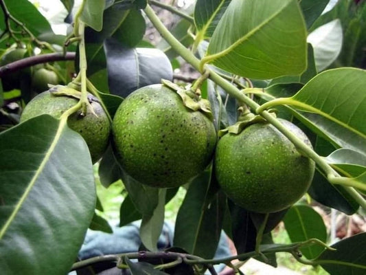 Black Sapote Plant - 2 to 3 Feet Tall - Diospyros nigra - Grafted Tropical Fruit Tree in 3 Gallon Pot - Chocolate Pudding Fruit