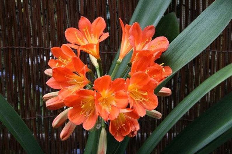 Clivia Plant 1 Gallon Pot Orange Hybrid Clivia miniata - Live Plant with Dark Green Leaves and Vibrant Flowers