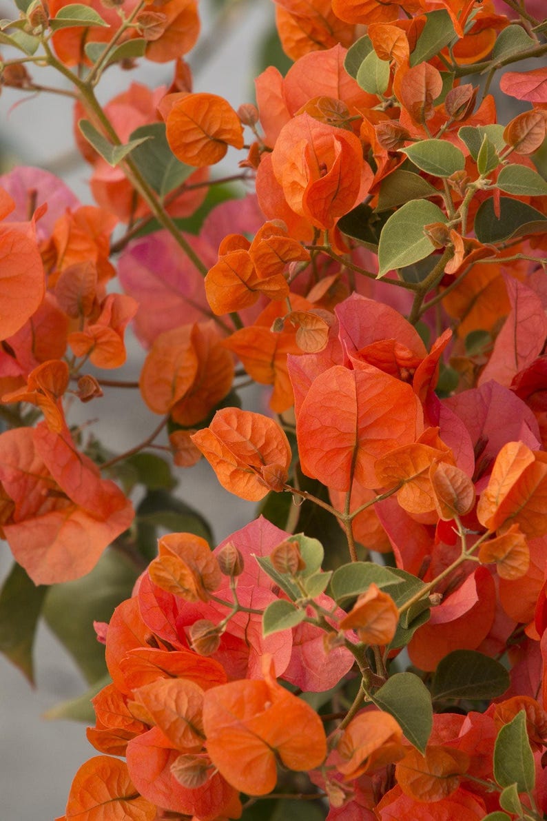 Bougainvillea Plant 1-2 Feet Tall Orange King 3 Gallon Pot - Tropical Flowering Vine (Bougainvillea)