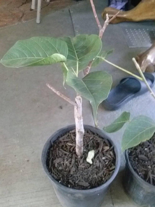 Bodhi Plant Ficus Religiosa - 8" Live Sacred Fig Tree in 6" Pot - Rare Bonsai Option for Spiritual Gardens