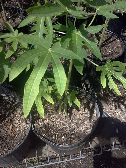 Mexico Papaya Plant - 1' Tall - 6" Pot - Carica papaya - Tropical Fruit Garden