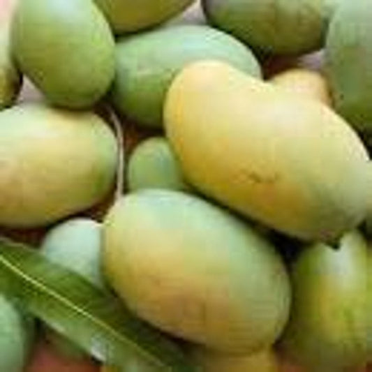 Mallika Mango Tree Live Plant - 1 Feet Tall - Grafted - Mangifera indica - Ship in 6" Pot - Disease Resistant Variety