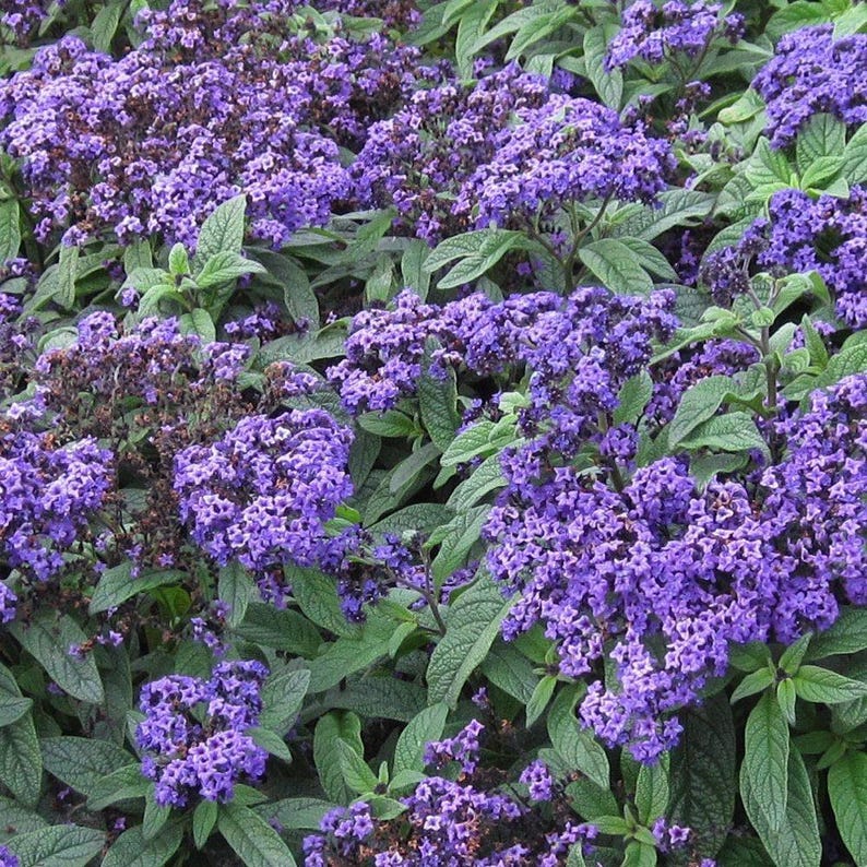 Heliotrope Plant - 1 Gallon Pot - Marino Blue - Fragrant Flowers - Heliotropium arborescens