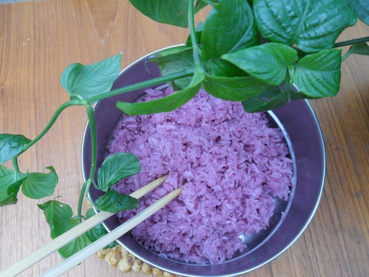 Magenta Leaf Plant Starter - 1 Live Plant in 3" Pot - Peristrophe roxburghiana - Ideal for Cooking & Decor