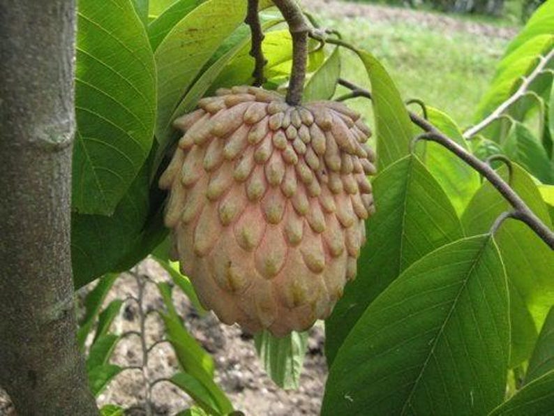 Atemoya Lisa Grafted Tree - 1 Plant - 3 to 4 Feet Tall - Annona squamosa x Annona cherimola