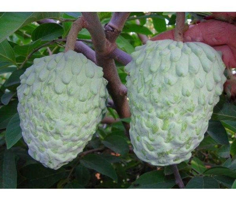 Atemoya AP2 Fruit Tree - Grafted Live Plant - 2 to 3 Feet Tall - 3 Gallon Pot - Atemoya Cherimoya Variety