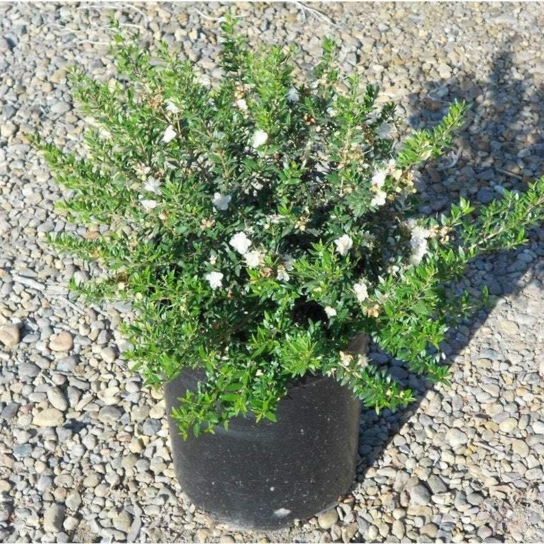 Dwarf Myrtle Plant - 6" Pot - Myrtus communis 'Compacta' - Fragrant Evergreen Shrub for Bonsai & Gardens