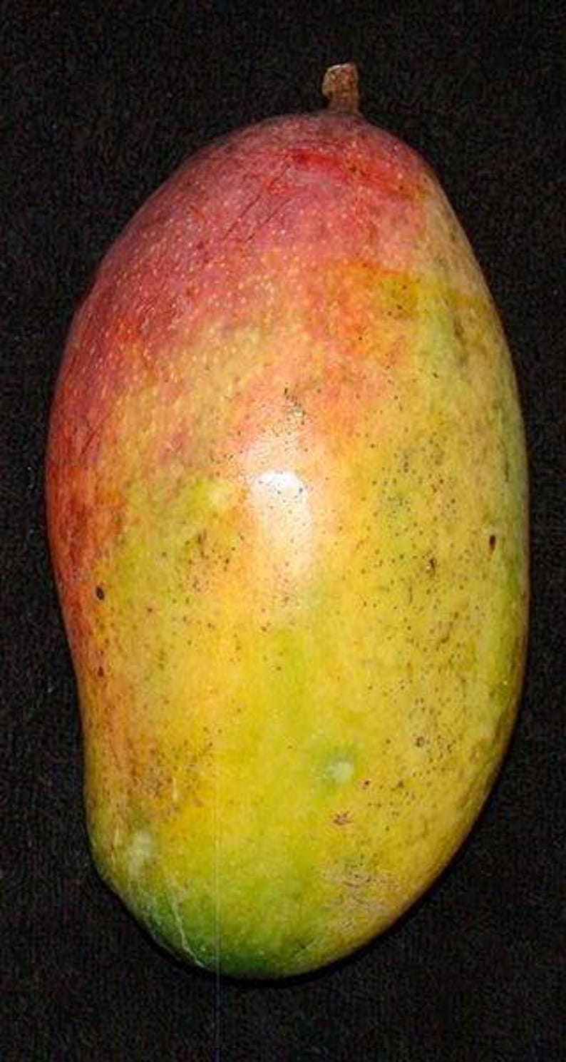 Valencia Pride Mango Tree - Grafted 1ft - Sweet Tropical Fruit - Mangifera indica - Ships in 6" Pot