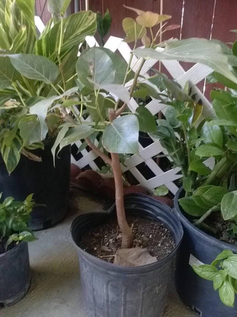 Bodhi Plant Ficus Religiosa - 2 Feet Tall Sacred Fig Tree