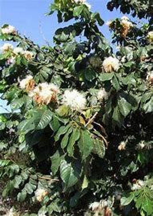 Ice Cream Bean Tree Starter - 1 Gallon Pot - Inga edulis - Edible Fruit & Shade Tree - 8-12 Inches Tall