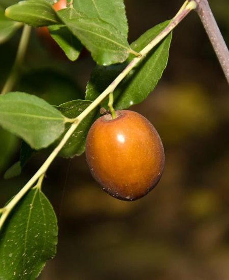 Sugar Cane Jujube Tree - Grafted 3 Gal Pot - Sweet Fruit Ziziphus jujuba 'Sugar Cane' - 3 to 4 Feet Tall - Bigger Trunk