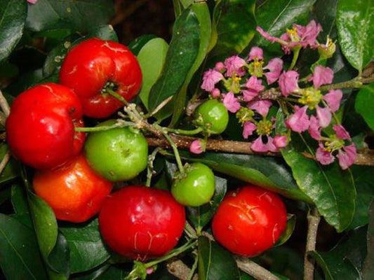 Barbados Cherry Live Plant - 3 Gal Pot - Acerola Variety - High Vitamin C Fruit - S?-ri Gò Công