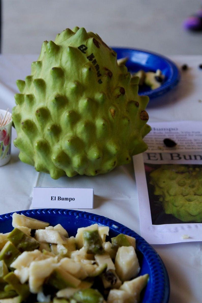 Cherimoya Tree Grafted 1-2 Feet Tall El Bumpo Variety in 3 Gal Pot - Annona cherimola