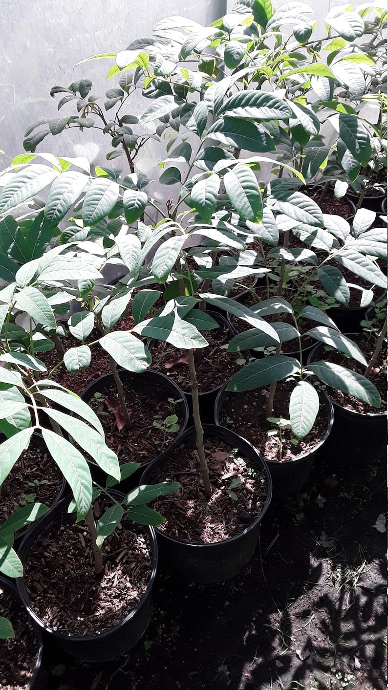 Longan Live Plant - 1 to 2 Feet Tall - Air Layered Tree - Dimocarpus longan - Ships in 1 Gal Pot - Tropical Fruit Tree