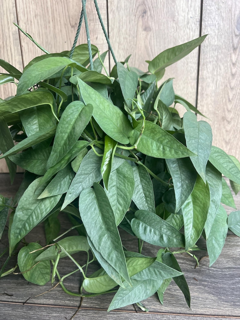 Cebu Blue Pothos Plant in 6" Pot | Scindapsus aureus | Indoor Vining Houseplant with Green, Blue, Silver Foliage
