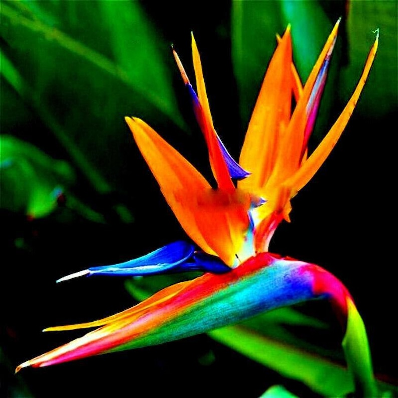 5" Orange Bird of Paradise Plant - Strelitzia reginae - Easy Care, Fast Shipping, Ideal for Zones 9-12, Beautiful Foliage